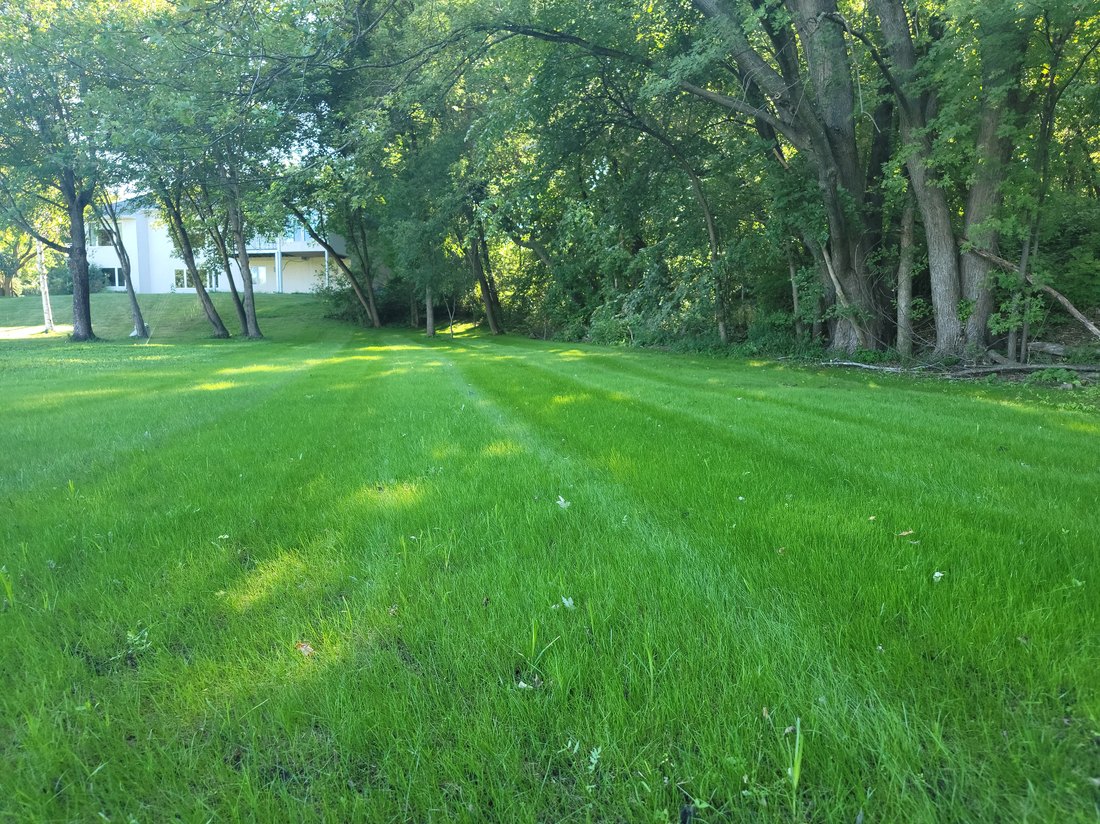 Established mowable lawn twenty days after a TurfBlaster hydroseed application
