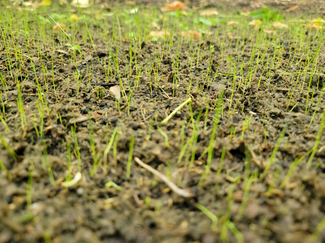Grass germinating five days after a TurfBlaster hydroseed application