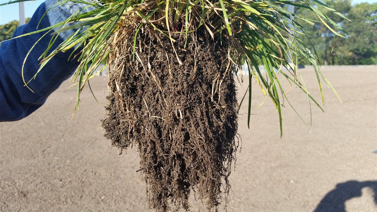 A pulled plug of TurfBlaster-grown turf showing deep, dense root development